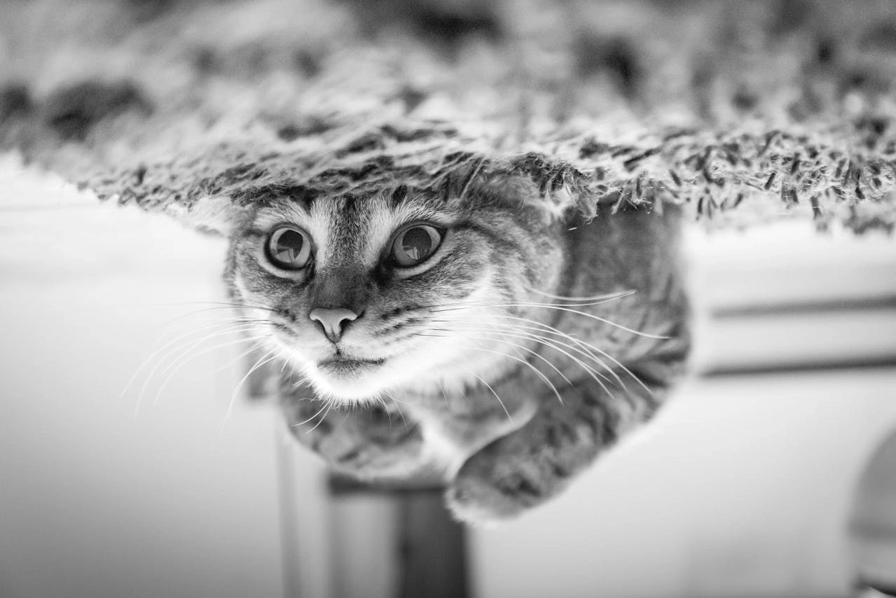 Cat (Original image)